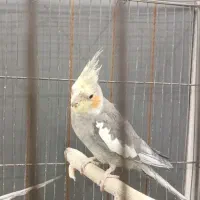 ۲تا عروس هلندی