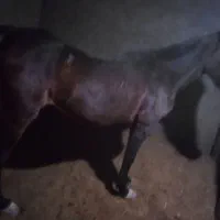 مادیان ترکی|اسب و تجهیزات اسبسواری|اصفهان, شهرک امام خمینی|دیوار