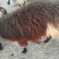 قوچ فروشی|حیوانات مزرعه|درمیان, |دیوار