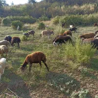 کره خر گوسفندی|حیوانات مزرعه|آزادشهر, |دیوار
