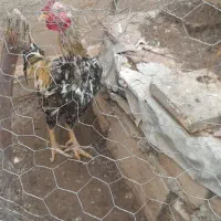 با سلام خدمتتون.معاوضه یک عدد خروس لاری بسیار جوان