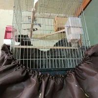 دو جفت فنج|پرنده|یزد, |دیوار