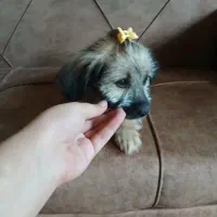 سگ‌ شیتزو ماده