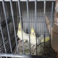 ۸جفت عروس لوتینو با تخم و۷ تاجوجه|پرنده|علیآباد کتول, |دیوار