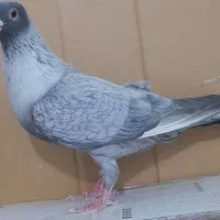 نقره ای.کربلایی ۷رنگ.سارموشی.سرخ سوری
