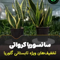 سانسوریا کرواتی و تخفیفات تابستانی در گلوریا|گل و گیاه طبیعی|قم, پردیسان|دیوار