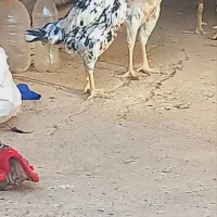 لاری|حیوانات مزرعه|نورآباد, |دیوار