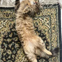 واگذاری گربه نر عقیم شده