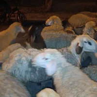 فروش ۲۰راس میش سفید عراقی شیشک