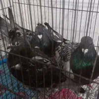 فروش کبوتر آلمانی