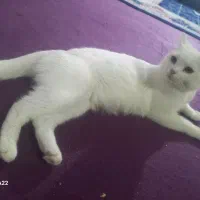 مهربون|گربه|مشهد, حضرت حجت|دیوار