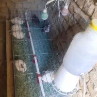 بلدرچین و قفس