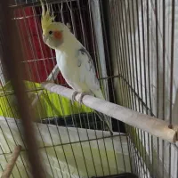 عروس هلندی اصل واصیل