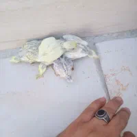 مرغ‌عشق|پرنده|جم, |دیوار