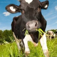 کار در دامداری