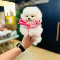 پرورش تخصصی نژاد پامر.پامرانین خرسی عروسکی