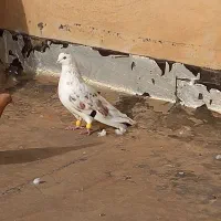 فروش تهرانی نر