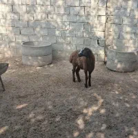 ۳ راس بره ماده ، سالم و سرحال|حیوانات مزرعه|گنبد کاووس, |دیوار