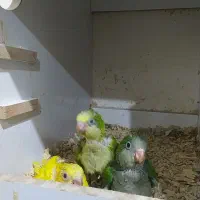 جوجه راهب سرلاکی