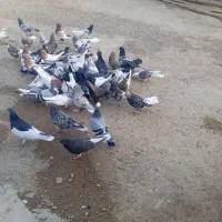دسته کفتری بی عیب خوب همه رنگ همه مدل|پرنده|شیراز, ارم|دیوار
