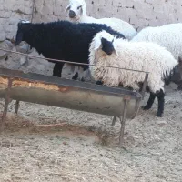 خر فروشی و بره نره