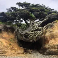 درخت قرض الحسنه