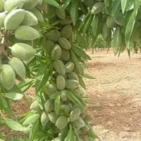 نهال بادام مناسب مصرف تازه خوری و صادراتی