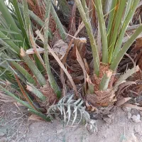 فروش پا جوش نخل برحی آبادان