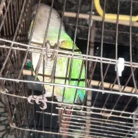 گرینچیک سخنگو|پرنده|ری, حمزه‌آباد|دیوار