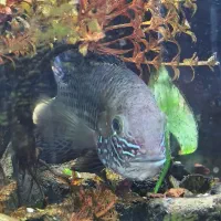 گرین ترور و اسکار