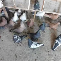 کبوتر سرخ زرد دم سیاه سینه ای|پرنده|اصفهان, شمس آباد|دیوار