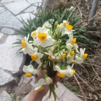 گل نرگس|گل و گیاه طبیعی|بیرجند, |دیوار