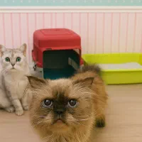 واگذاری گربه نژاد دار|گربه|کرج, فاز ۳ گوهردشت|دیوار