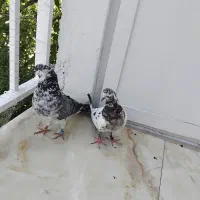 کبوتر عطیقه
