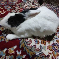 خرگوش