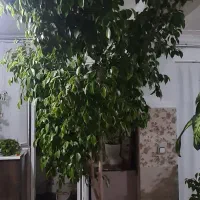 گل بنجامین برگ سبز|گل و گیاه طبیعی|ارومیه, |دیوار