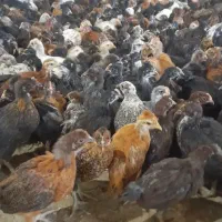 جوجه مرغ وخروس گلپایگانی ۴۰روزه ارسال ازکرمانشاه