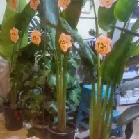 تمام گل طبیعی به قیمت خرید فقط امروز