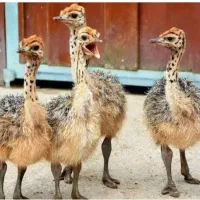 فروش عمده جوجه شترمرغ بوقلمون گوشتی اردک بلدرچین