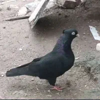 کبوتر زاغ
