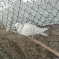 کبوتر پرشی|پرنده|رباطکریم, رباطکریم|دیوار