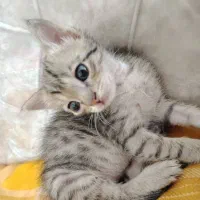 گربه کوچک جهت واگذاری رایگان