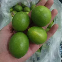 لیمو درشت و ابدار