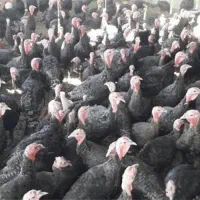 بوقلمون برنز