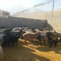 گوسفند|حیوانات مزرعه|جهرم, |دیوار