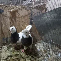 کبوتر طوقی سیاه