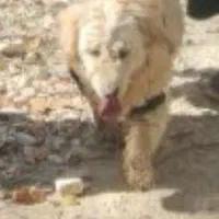 سگ خانگی گم شده