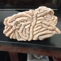 فسیل مرجان