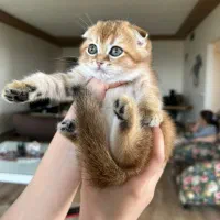 بچه گربه اسکاتیش 2ماهه گلد|گربه|تهران, ارم|دیوار