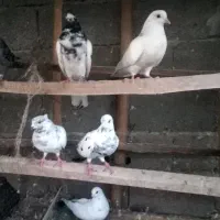 کبوتر پرشی|پرنده|لشت نشا, |دیوار